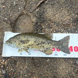 スモールマウスバス