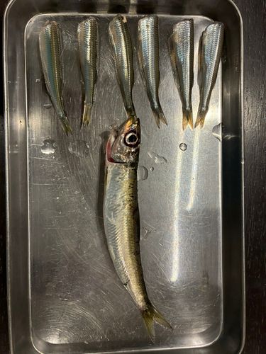 大磯港