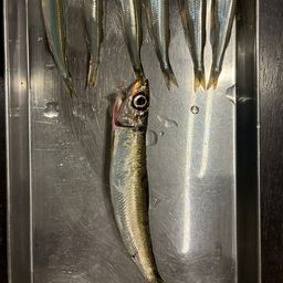 マアジ