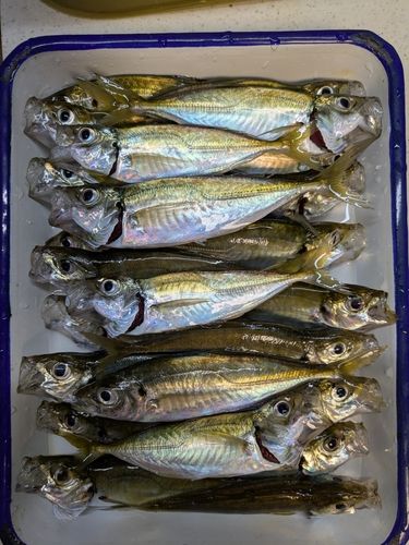 大船渡湾