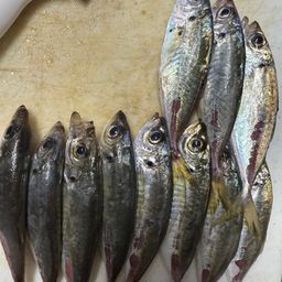 アジ