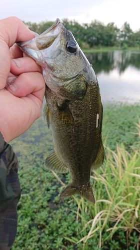 ラージマウスバスの釣果
