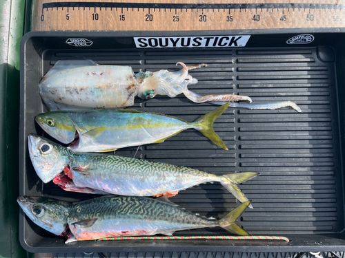 サバの釣果
