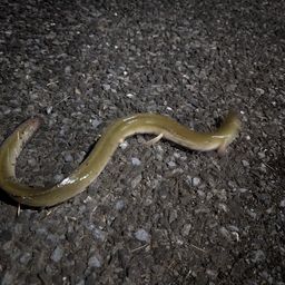 ウナギ