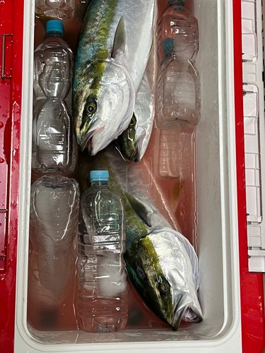 ハマチの釣果