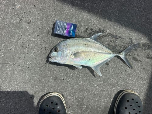 ガーラの釣果