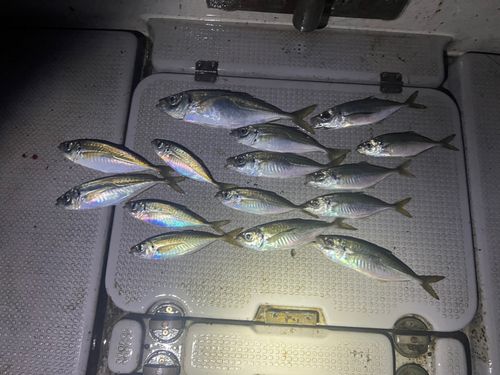 アジの釣果