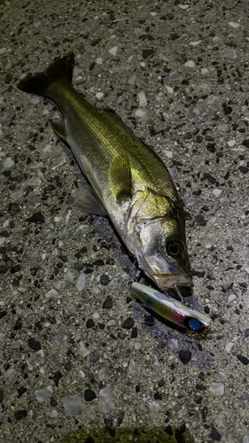 シーバスの釣果