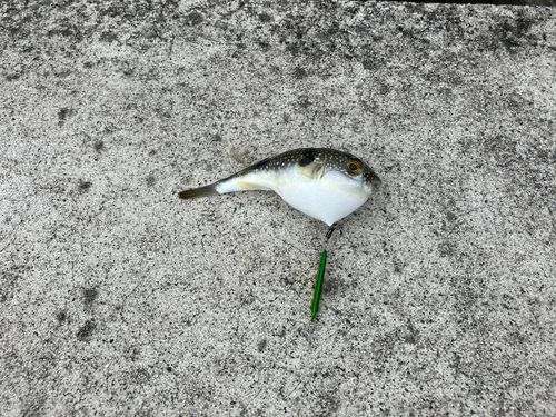 クサフグの釣果