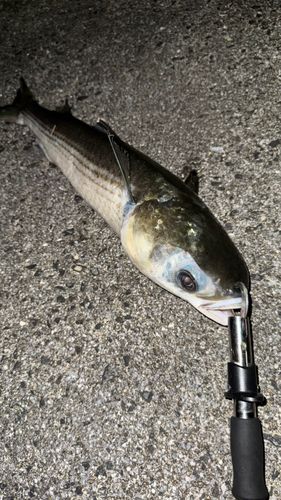 ボラの釣果