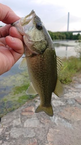 ラージマウスバスの釣果