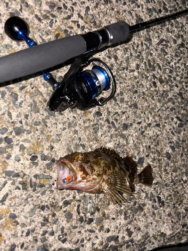 カサゴの釣果