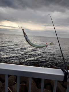 サヨリの釣果