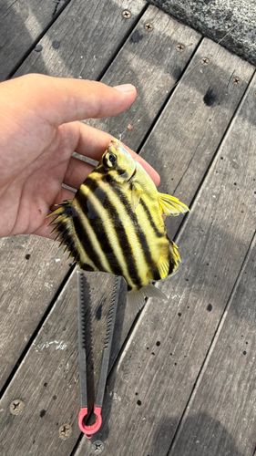 カゴカキダイの釣果