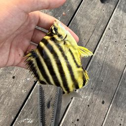 カゴカキダイ