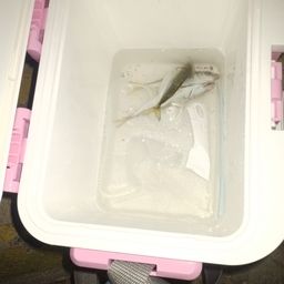 アジ