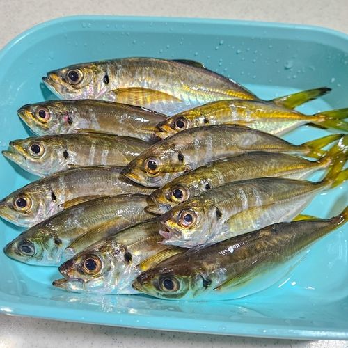 アジの釣果