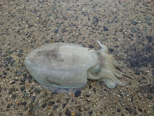 コウイカの釣果
