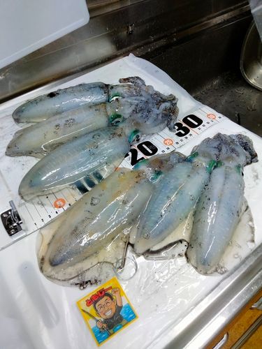 梯川河口