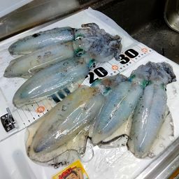 アオリイカ