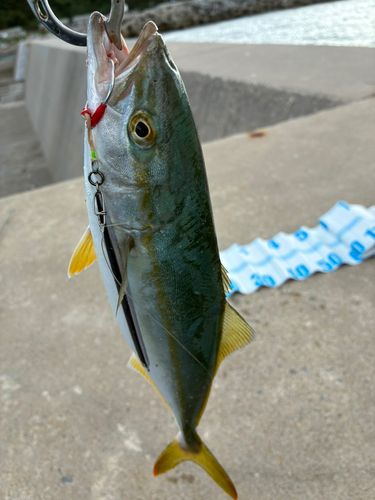 三陸海岸（岩手）