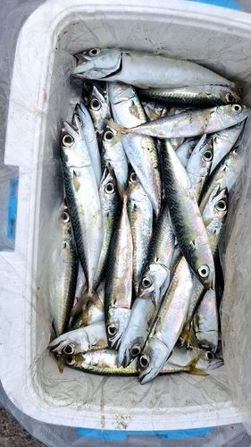 サバの釣果