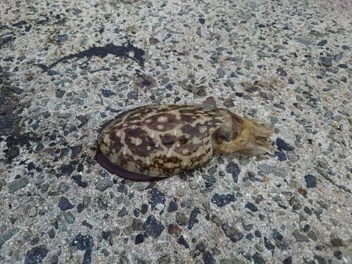 コウイカの釣果
