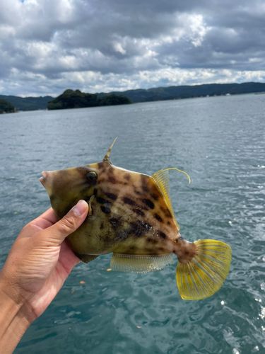 仮屋湾西遊魚センター