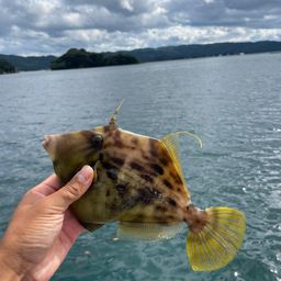 カワハギ