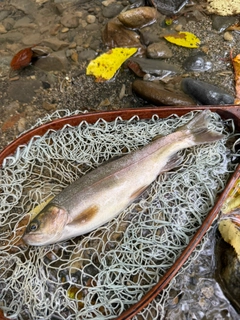 ホウライマスの釣果