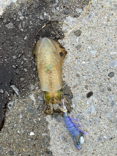アオリイカの釣果