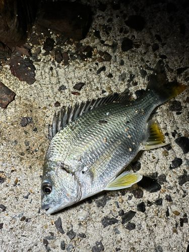 キビレの釣果