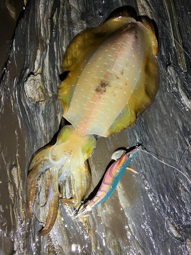 臼杵湾