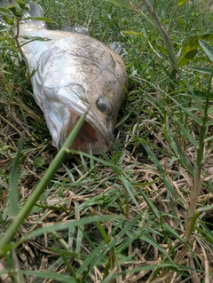 バラマンディの釣果