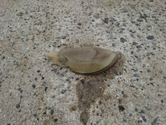 コウイカの釣果