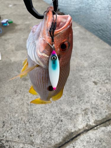 ヨコスジフエダイの釣果