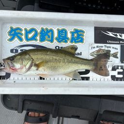 ブラックバス