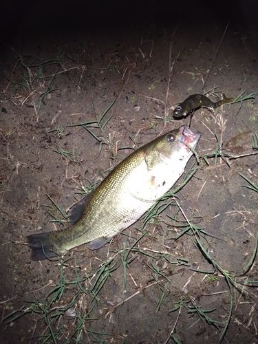 ブラックバスの釣果