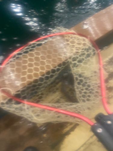 コイの釣果