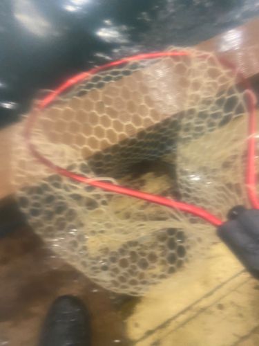 コイの釣果