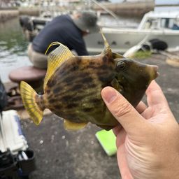 カワハギ