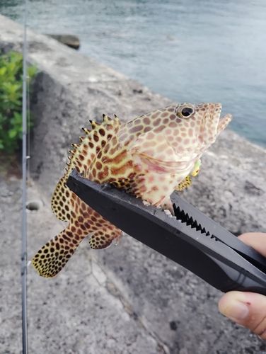 奄美大島
