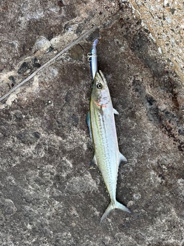 サゴシの釣果