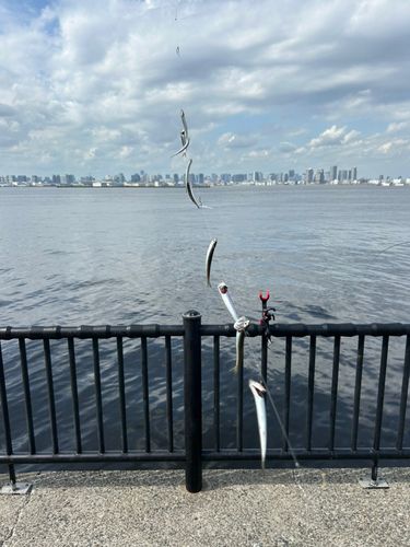 カタクチイワシの釣果