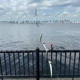 カタクチイワシ