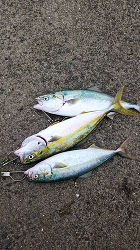 ハマチの釣果