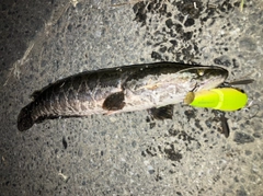 ライギョの釣果