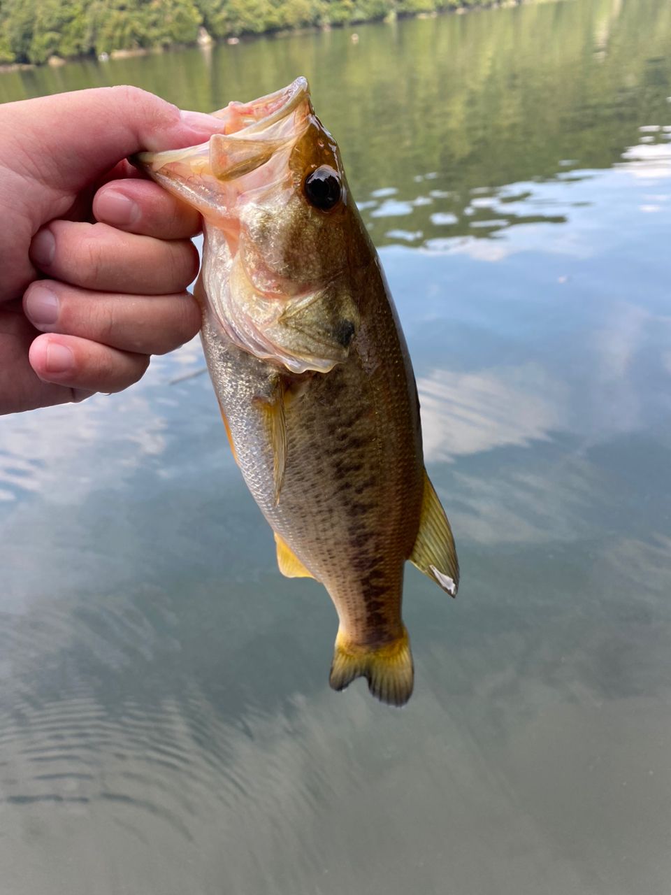 ラージマウスバス