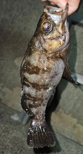 三陸海岸（宮城）