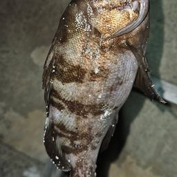 メバル